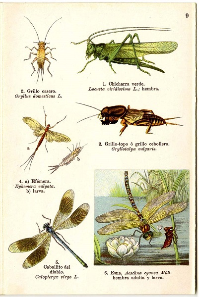 Atlas de insectos. Ciempiés y arañas