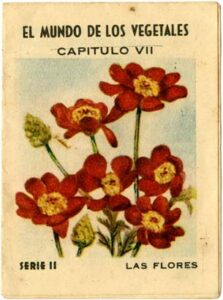 Explora el mundo vegetal