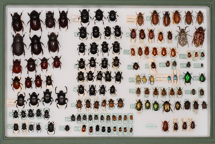 Tigre Suradam Vamos La colección de insectos del Museo de la Naturaleza y el Hombre se  incorpora a una plataforma online de datos mundiales de biodiversidad -  Museos de Tenerife - Museo de Naturaleza y Arqueología