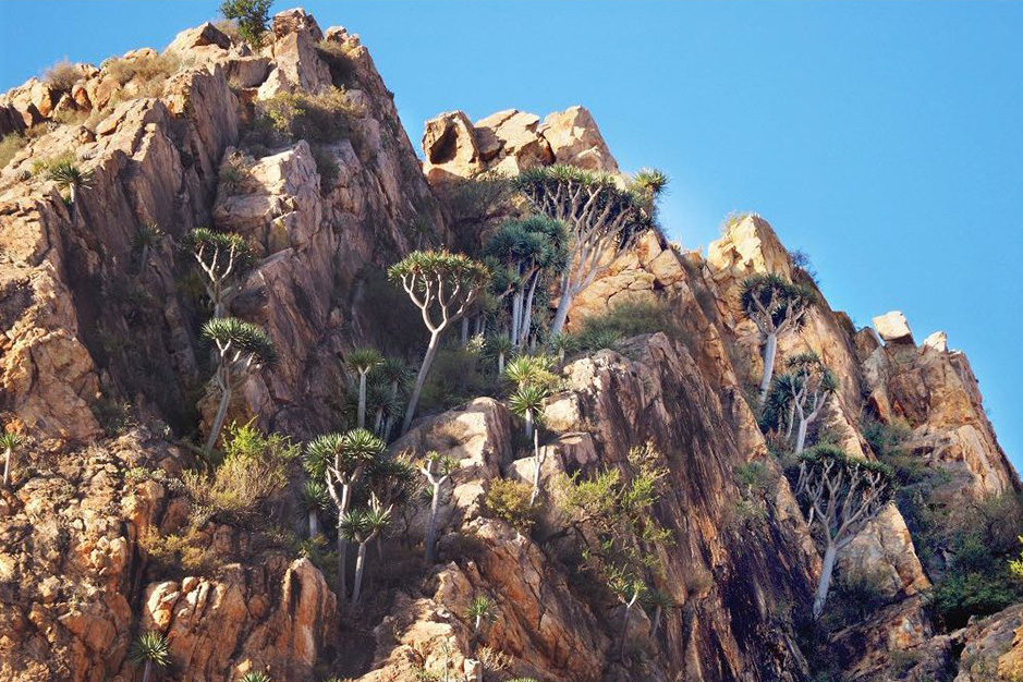 En busca de los dragos de Marruecos