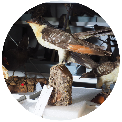 Ejemplar de ave disecada que forma parte de las colecciones del almacén del museo de ciencias naturales