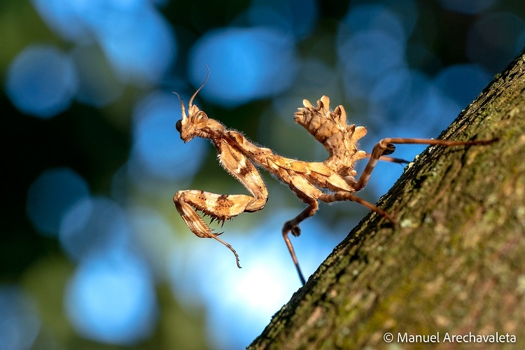 Imagen de una mantis