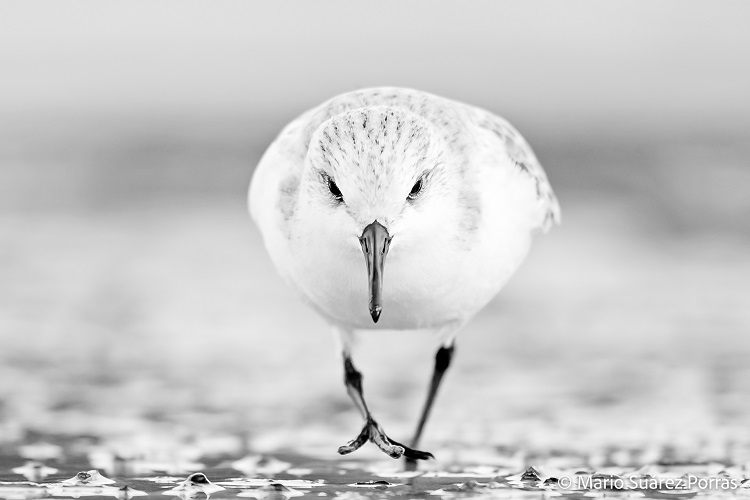 Fotografía de un ave en blanco y negro