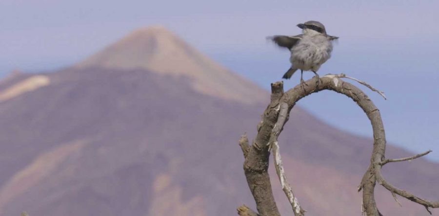 Aves de Canarias