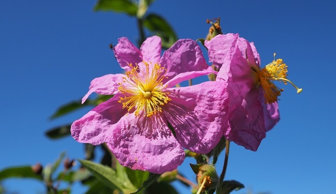 Cueva del Viento flor