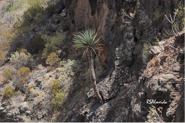 Imagen de una dracaena tamaranae