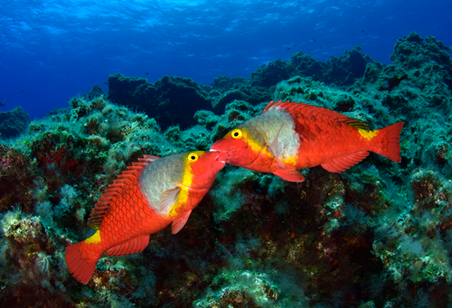 Programación del II Festival de Cultura Infantil Ciudad de La Laguna «Érase una vez…»