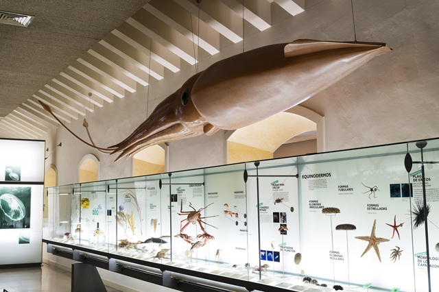 Sala biología marina: calarma gigante