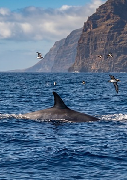 Rorcual_Los_Gigantes_vertical (1)