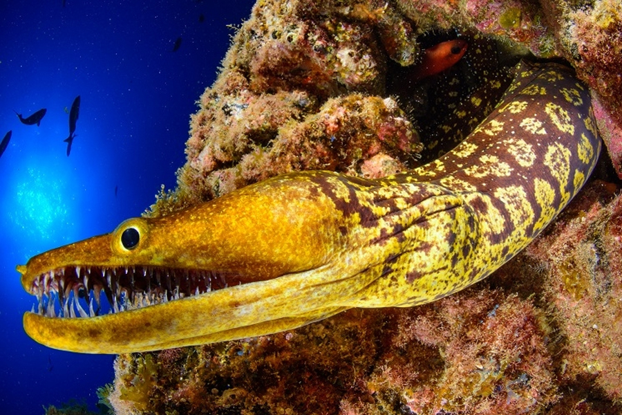 Mesa redonda: «Fotografía de la naturaleza y conservación en Canarias»