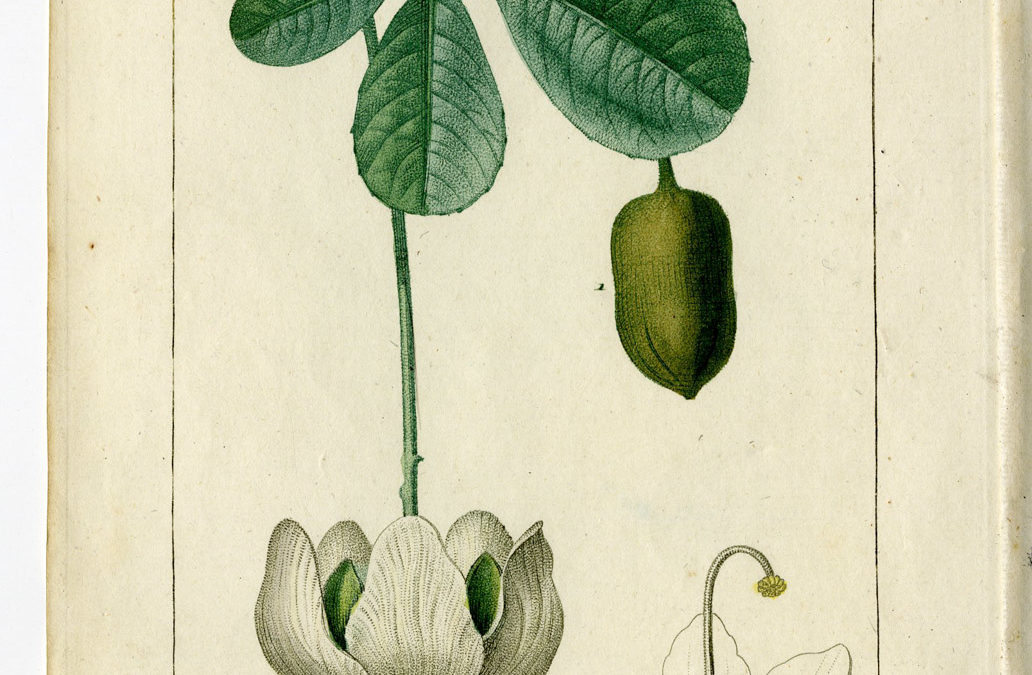 Lámina antigua que muestra un dibujo detallado de la flor y fruto de la especie Adansonia digitata