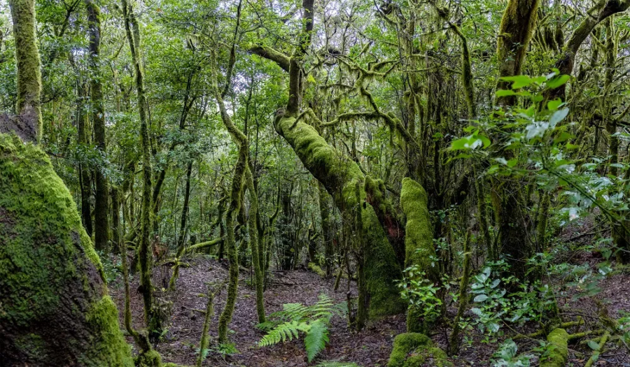 bosque